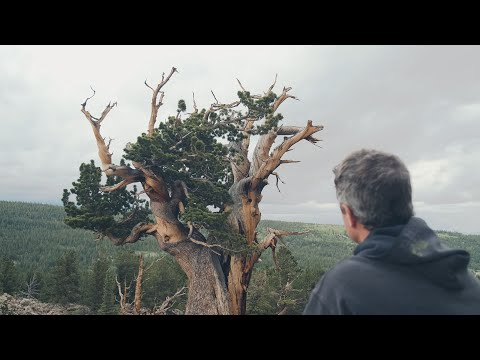 Limber Pine Natural Restyling at BSOP