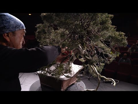 Kazuo Yajima styles a big Juniper Bonsai
