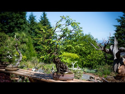 Dawn Redwood Bonsai: Ramification & Branch Structure Pruning