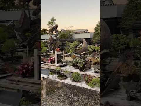 Bonsai Master Masashi Hirao #盆栽 師 平尾成志 #bonsai #japan #japanese