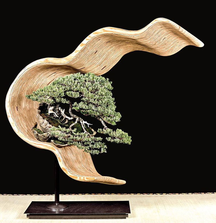 6th U.S. National – Bonsai on a Steady Upward Curve | Bonsai Bark