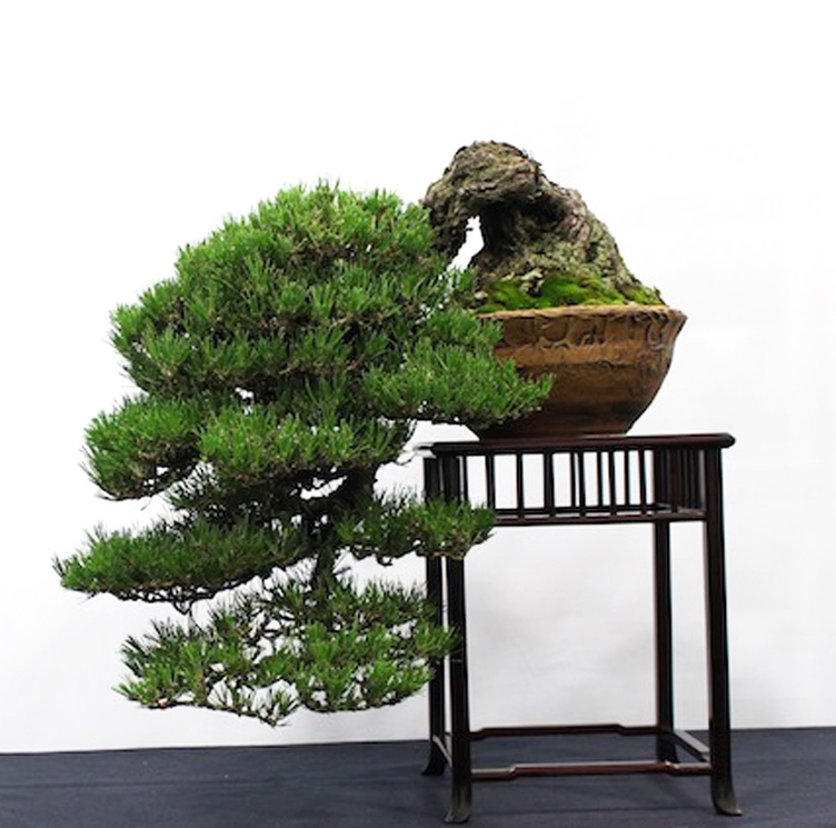 Best Bonsai & Best Bonsai Show – The 6th U.S. National | Bonsai Bark