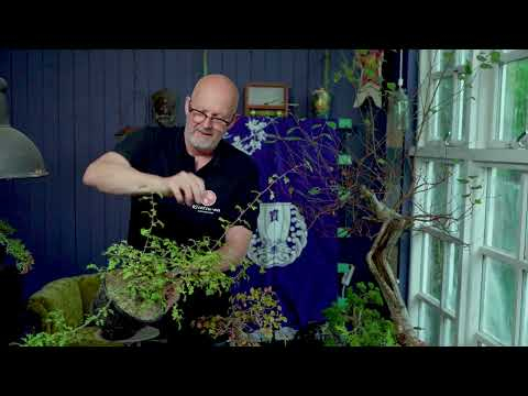 Bonsai techniques: How to thicken a Bonsai trunk by Morten Albek