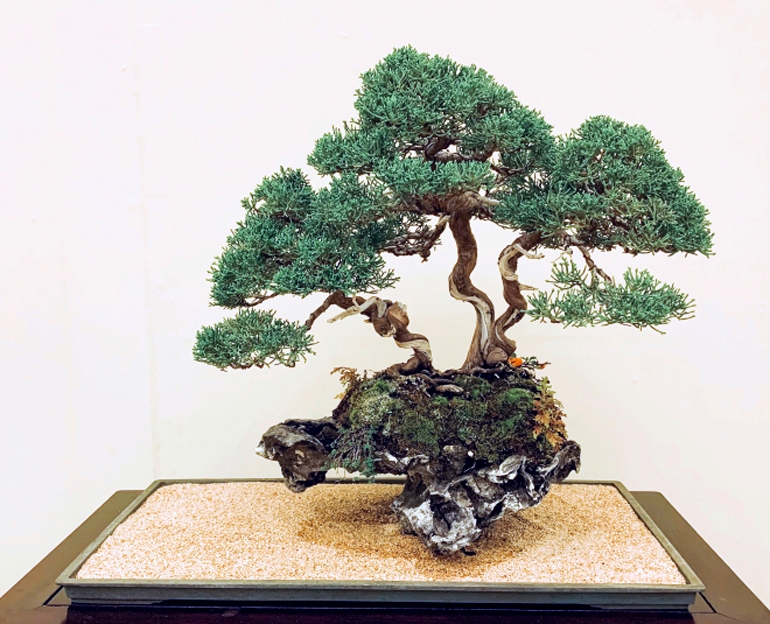 Where in the World? | Bonsai Bark