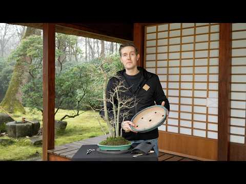 Japanese Maple Bonsai maintenance