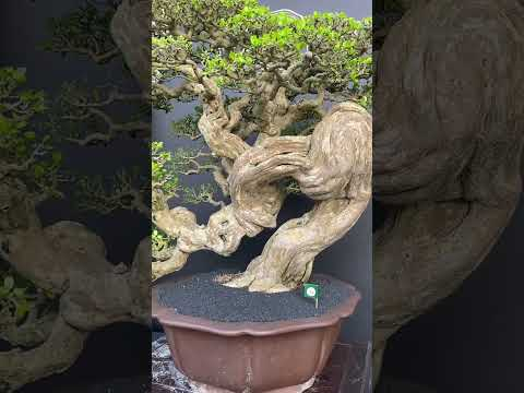 Winning Bonsai trees #ppbi #wbff #bonsai #bonsaiempire