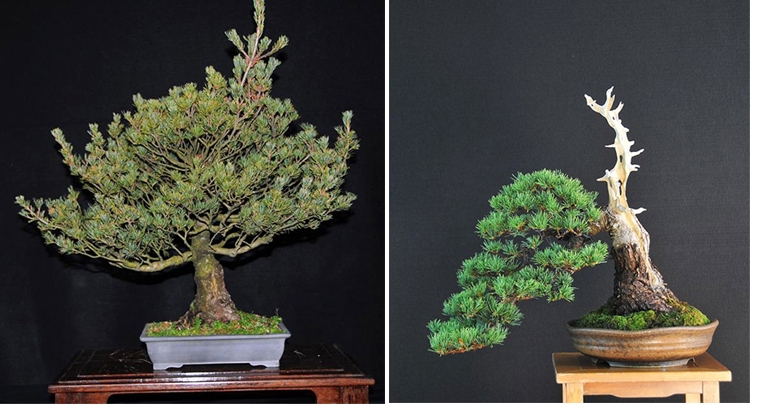 Before & After Bonsai with at Least Five Names | Bonsai Bark