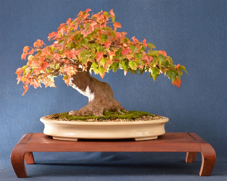 Trident Maple Bonsai in a Well Chosen Pot | Bonsai Bark