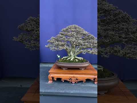 Bonsai at Exhibition #livingart #bonsai #bonsaiindonesia #bonsaitree