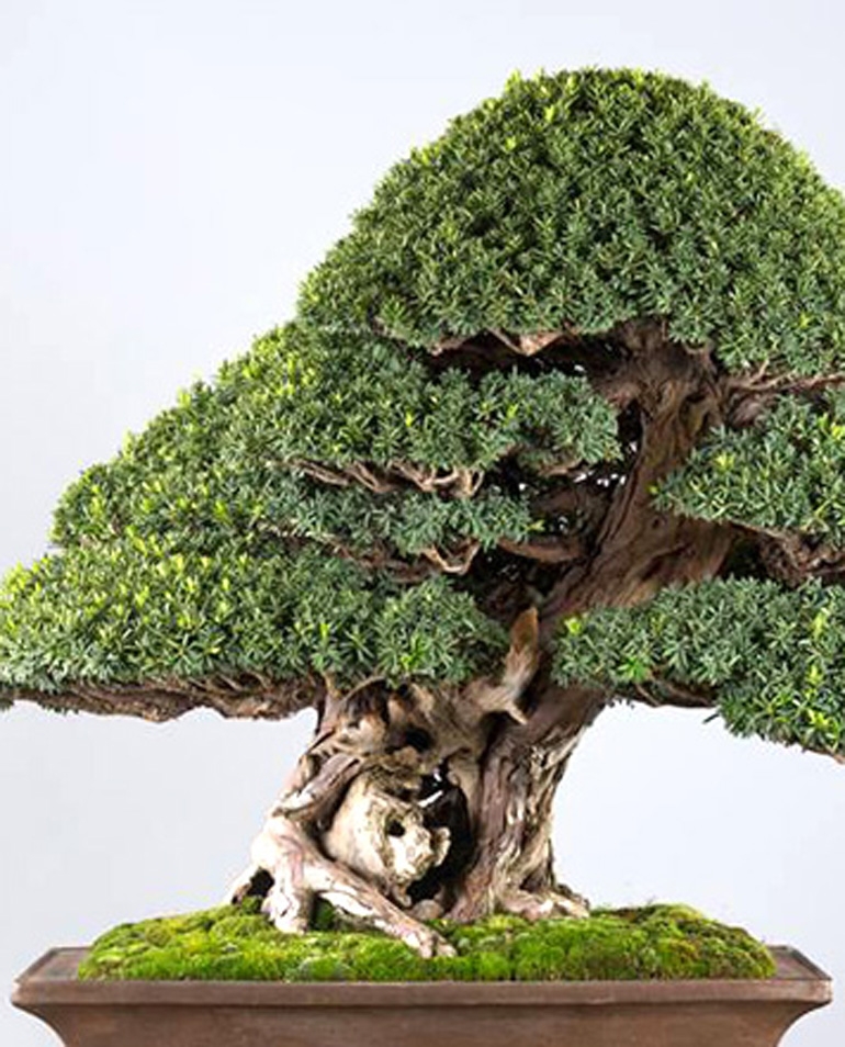 A Bonsai First | Bonsai Bark