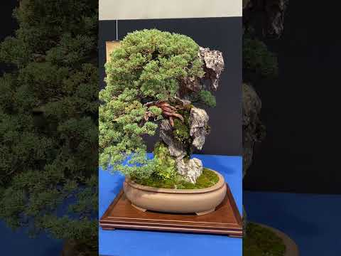 Trophy 2025 Bonsai exhibition #bonsai #bonsaitree