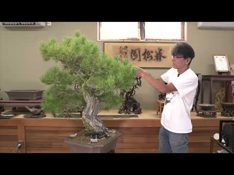 Bonsai techniques: Backbudding on Pine Bonsai by Koji Hiramatsu