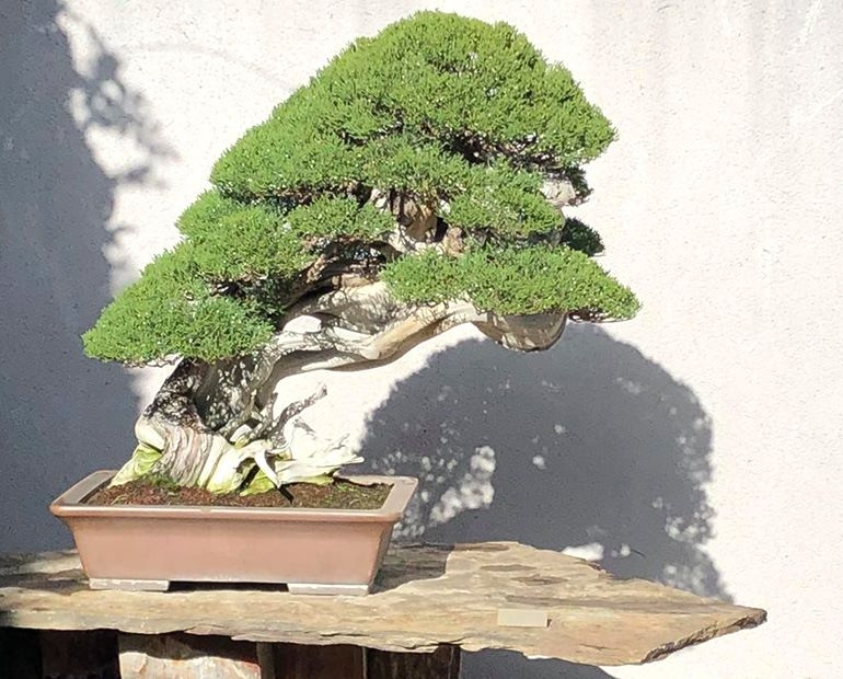 Shadow Shots & Stainless Bonsai Tools | Bonsai Bark