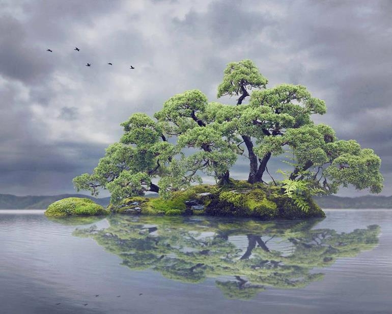 Mixed Media Bonsai from Down Under | Bonsai Bark