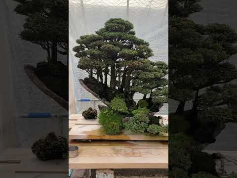 Bonsai legend Masahiko Kimura #bonsai #legend #japanese #kimura #japan  #bonsaitree