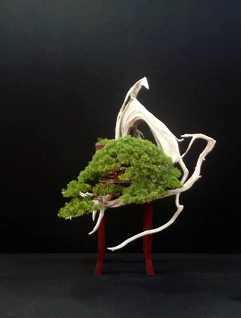 Bonsai Deadwood, Too Much or Just Right? | Bonsai Bark
