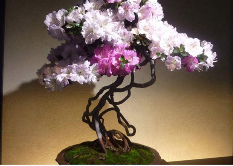 A Mid Winter Spring Color Tease | Bonsai Bark