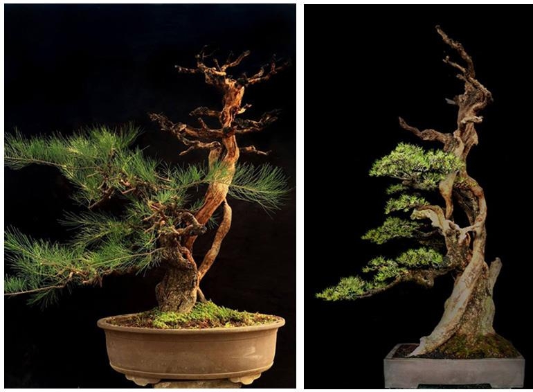 Shape Shifting by Robert Steven | Bonsai Bark