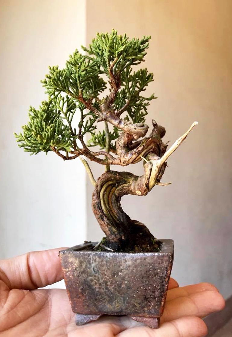 A World of Bonsai Creativity | Bonsai Bark