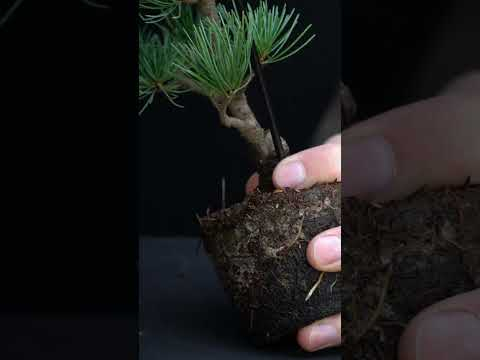 Stunning small Pine Bonsai creation #bonsai #diy #craft