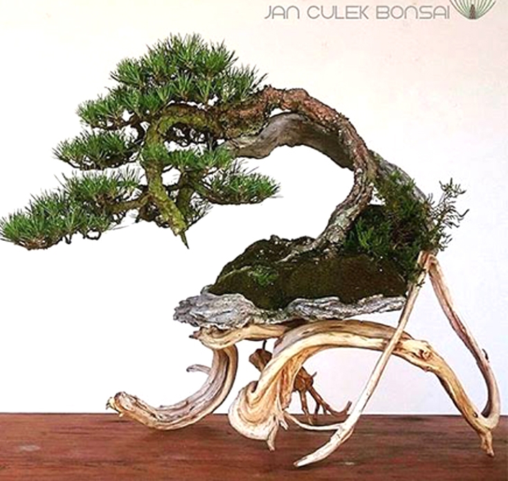 Bonsai, Before & After – Evolution & Elevation of a Native Scots Pine | Bonsai Bark