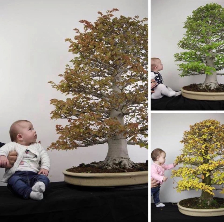 Bonsai, Babies & Roshi Tools | Bonsai Bark