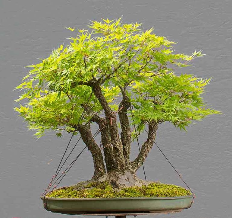 Under Appreciated Bonsai? | Bonsai Bark