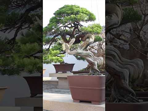 Penjing #chinese #art #bonsai #trees  #garden #china