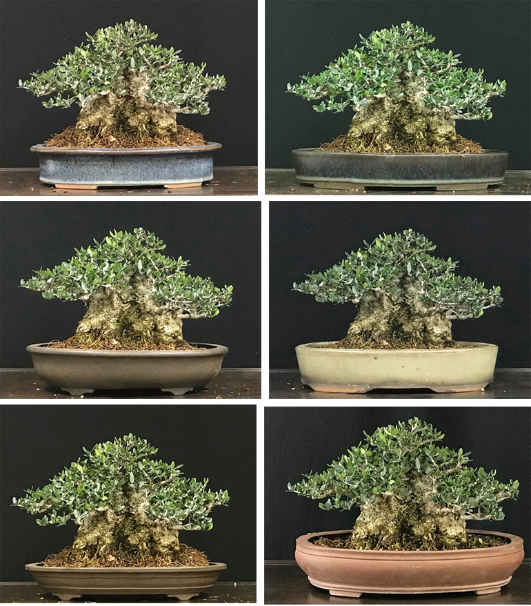 Sumo Olive – Which Bonsai Pot Would You Choose? | Bonsai Bark