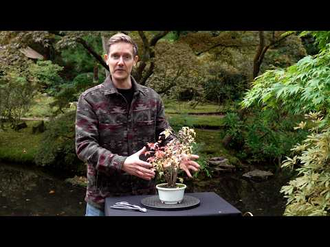 Bonsai Tutorial: Shaping a multitrunk Trident Maple over 2 years