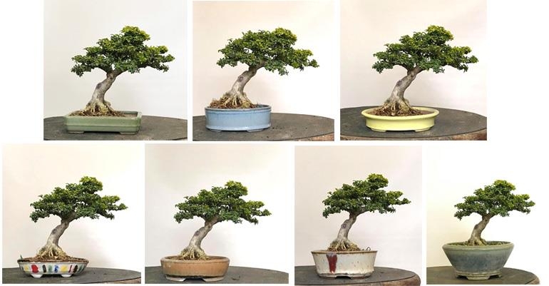 Seven Pots for One Tree – What’s Your Choice? | Bonsai Bark
