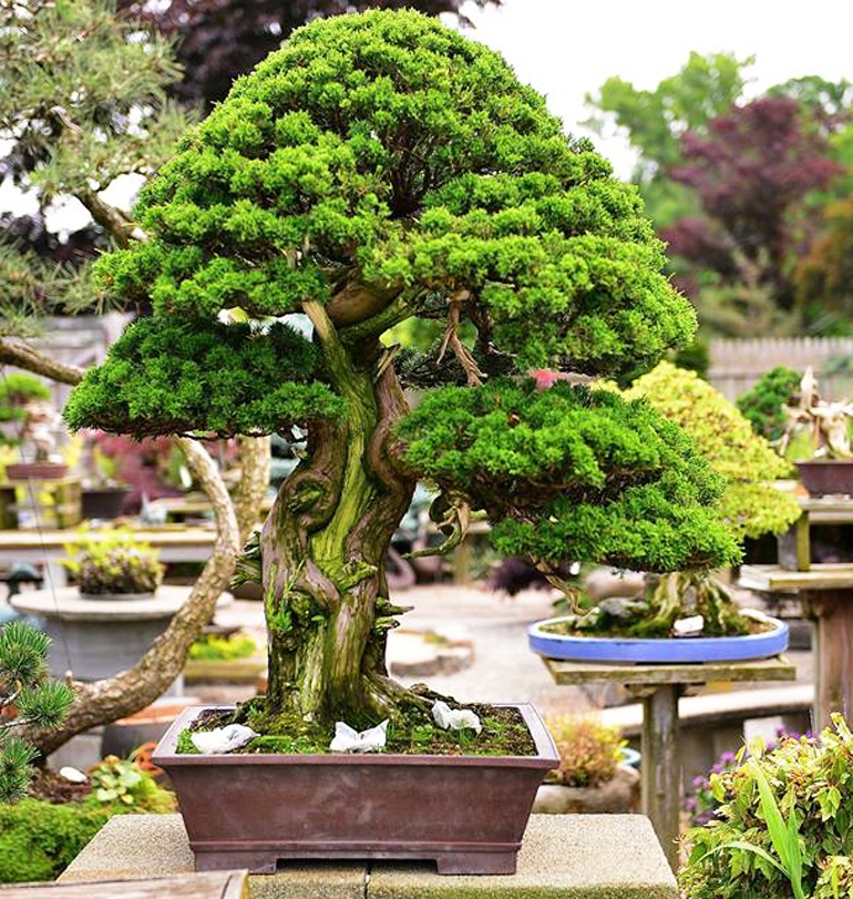 Suthin’s Beautiful Beasts & the 6th U.S. National Exhibition | Bonsai Bark
