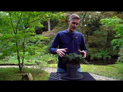 CHEAP! Creating an Azalea Bonsai tree