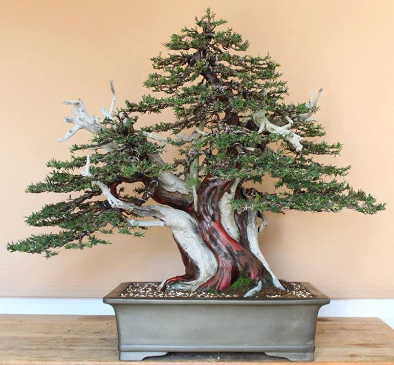 Exceptional Before & After Bonsai | Bonsai Bark