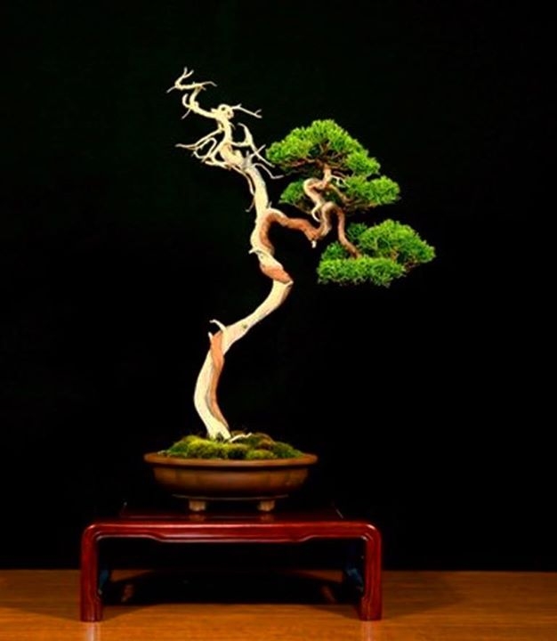 Directional Bonsai Deadwood bonsaibark.com