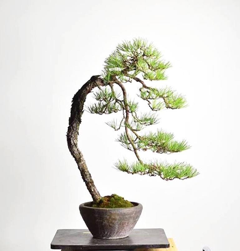 A Literati Red Pine with All the Desired Qualities | Bonsai Bark