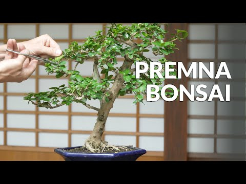 Premna Bonsai care