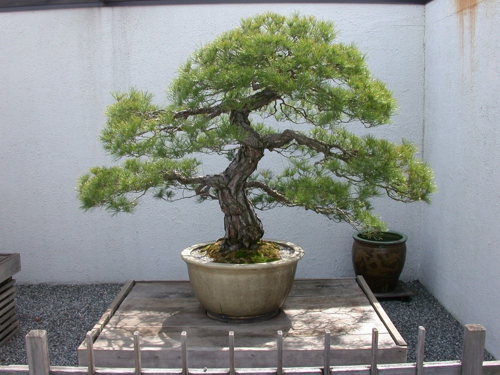 ACTIVE | National Arboretum/USDA