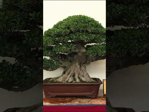 Tropical Bonsai #ficus #bonsai #garden #bonsaitreesforbeginners #tropicalbonsai