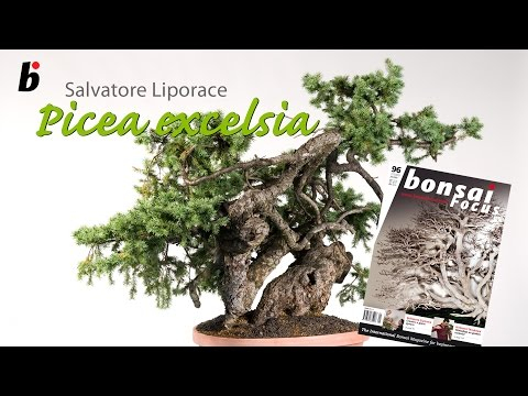 Bonsai Focus Masterclass # 1-2009