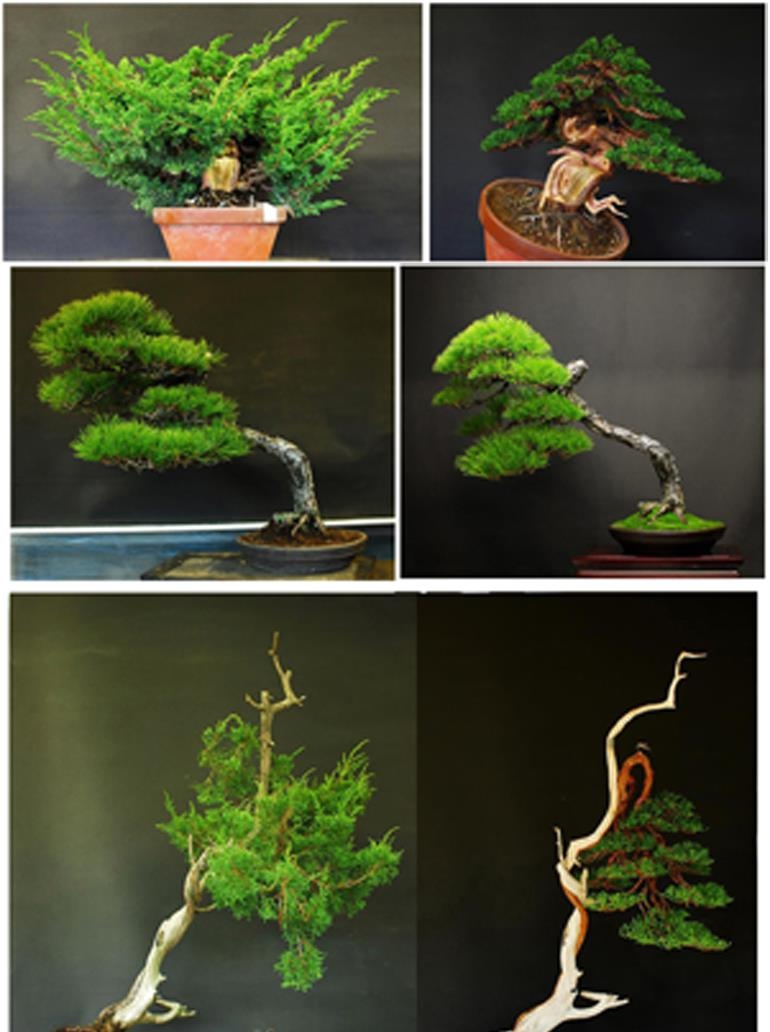 Before & After Bonsai – Three in One | Bonsai Bark