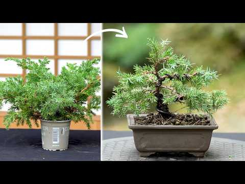 Cheapest Bonsai tree challenge ($2 Juniper)