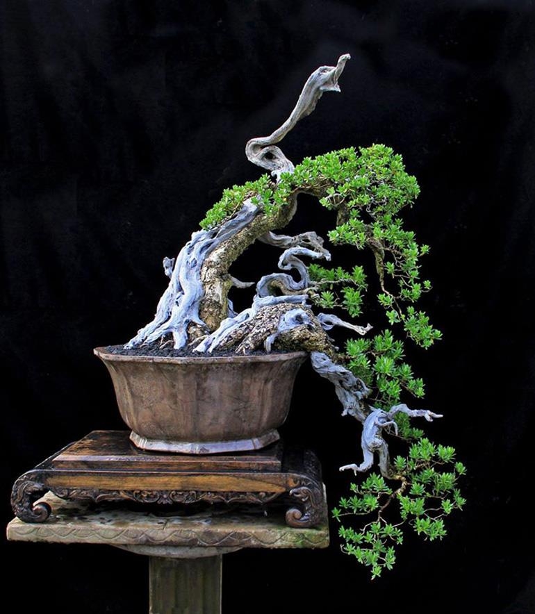 Hanging Loose | Bonsai Bark