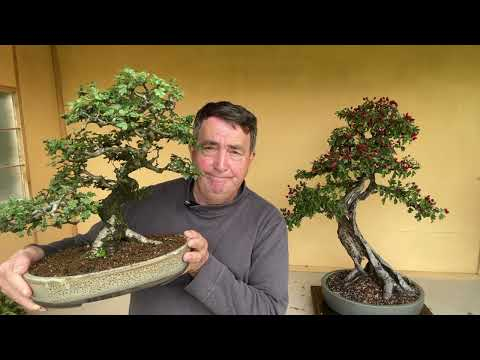 Bonsai techniques: Cut & Grow (and wire!) by Tony Tickle