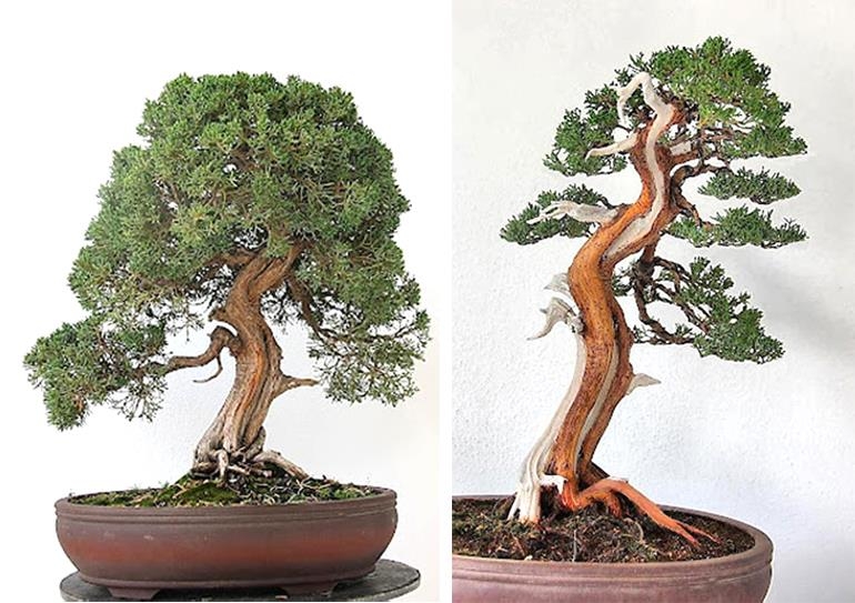 Four Before & After Bonsai | Bonsai Bark