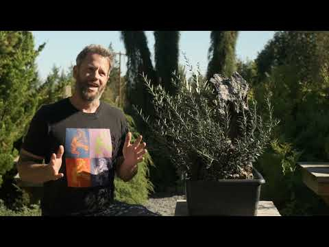 Bonsai techniques: When to repot Bonsai by Ryan Neil