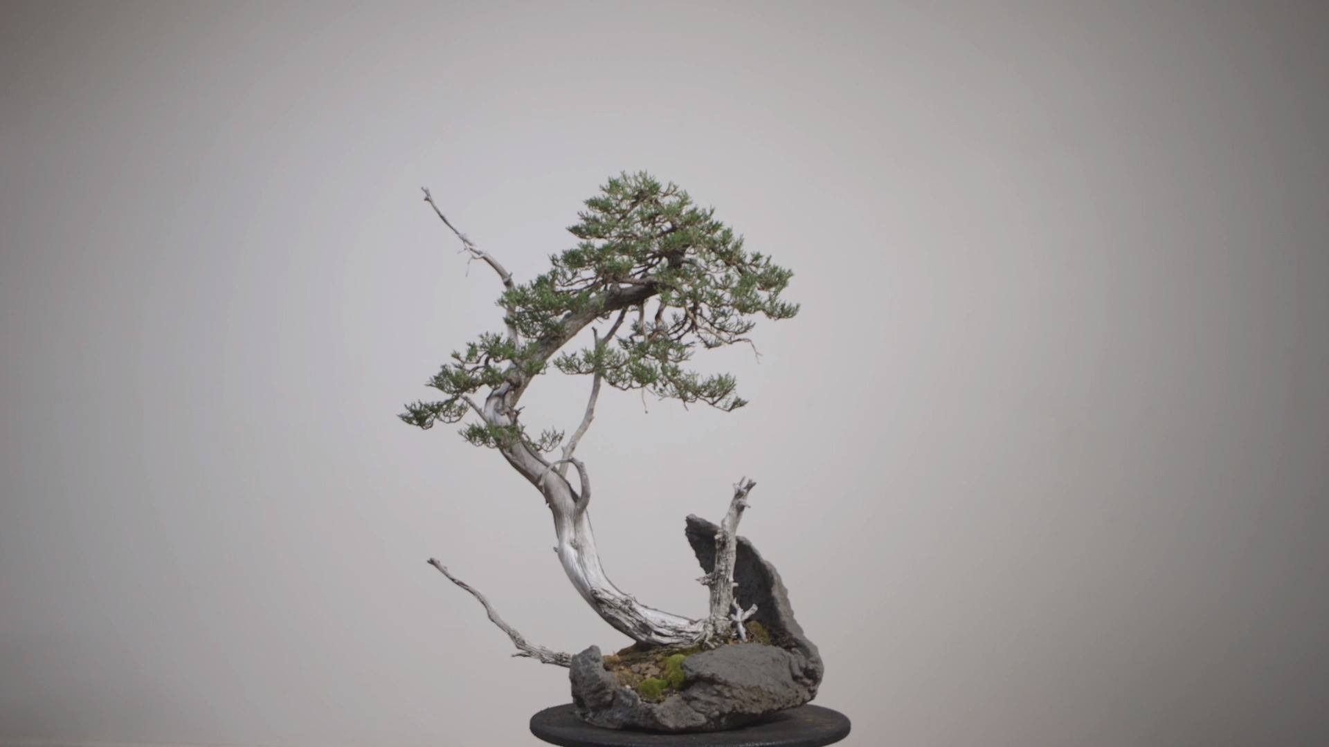 Rocky Mountain Juniper comes in a vast variety of
