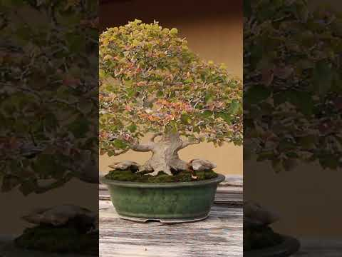 Bonsai beauty #trees #miniature #deciduous #fall #bonsaistyling #bonsaitreesforbeginners