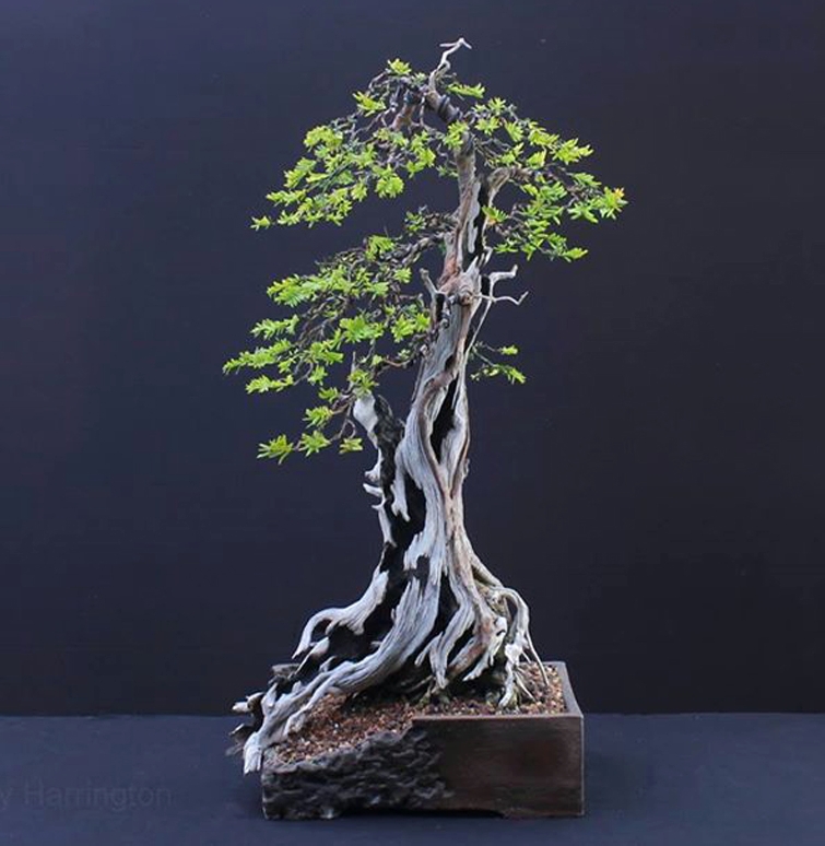 Bonsai that Don’t Bust Your Bank Account & an Important Natural Phenomenon | Bonsai Bark