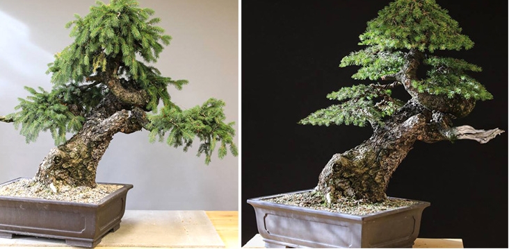 A Muscular Monster, Before and After | Bonsai Bark